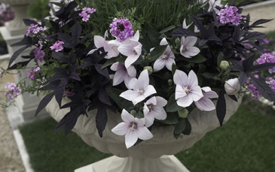 perennial 12